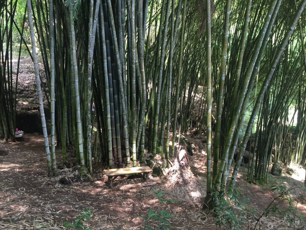 pasar hutan bambu toraja
