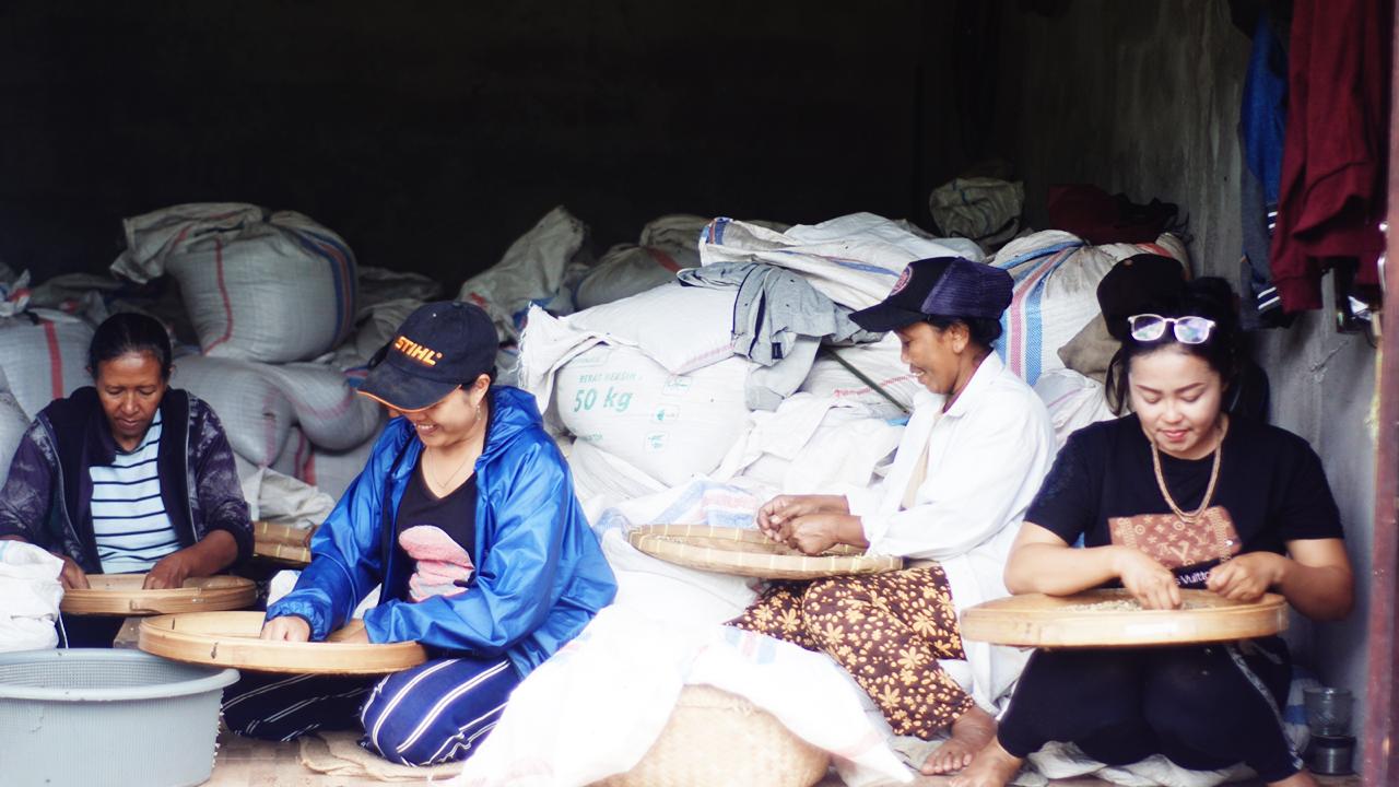 kopi robusta pupuan bali