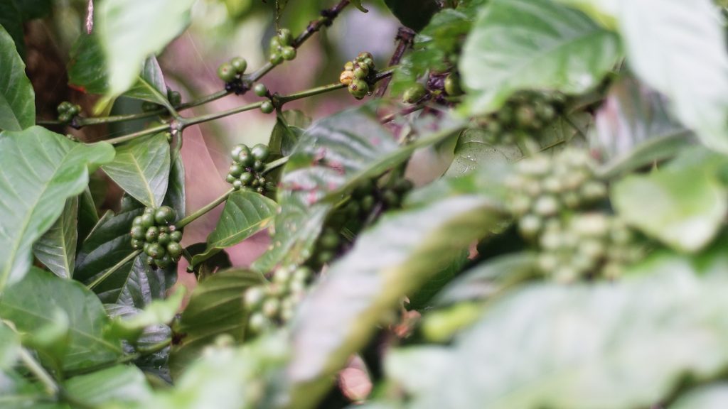 coffee robusta kopi jujur kopi asli tanpa campuran essens
