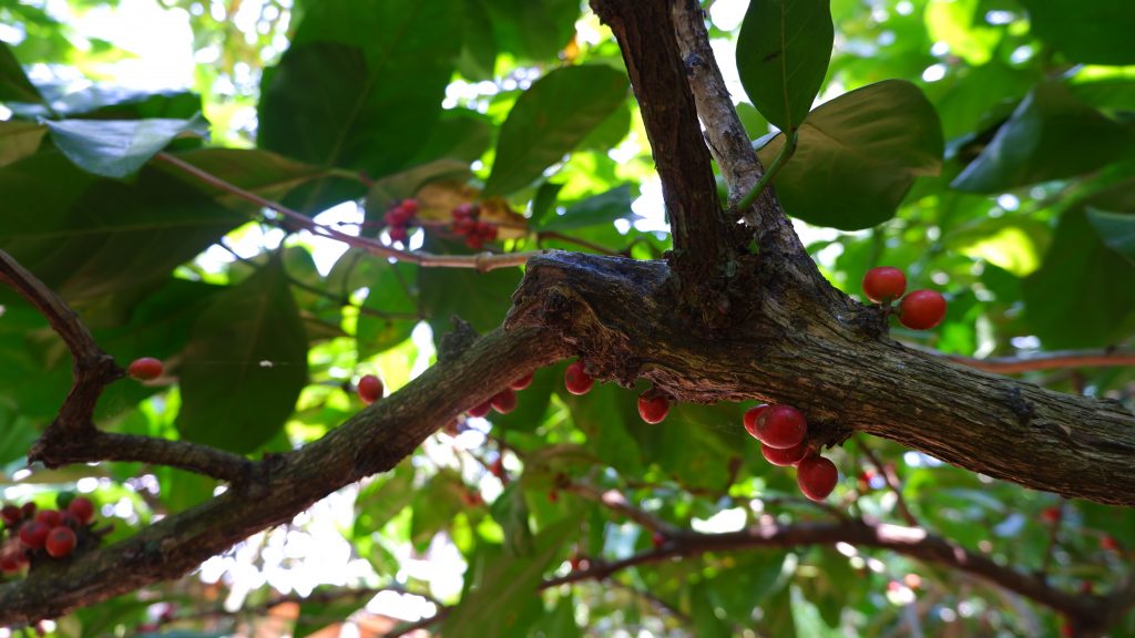 coffee liberica kopi jujur kopi asli tanpa campuran essens