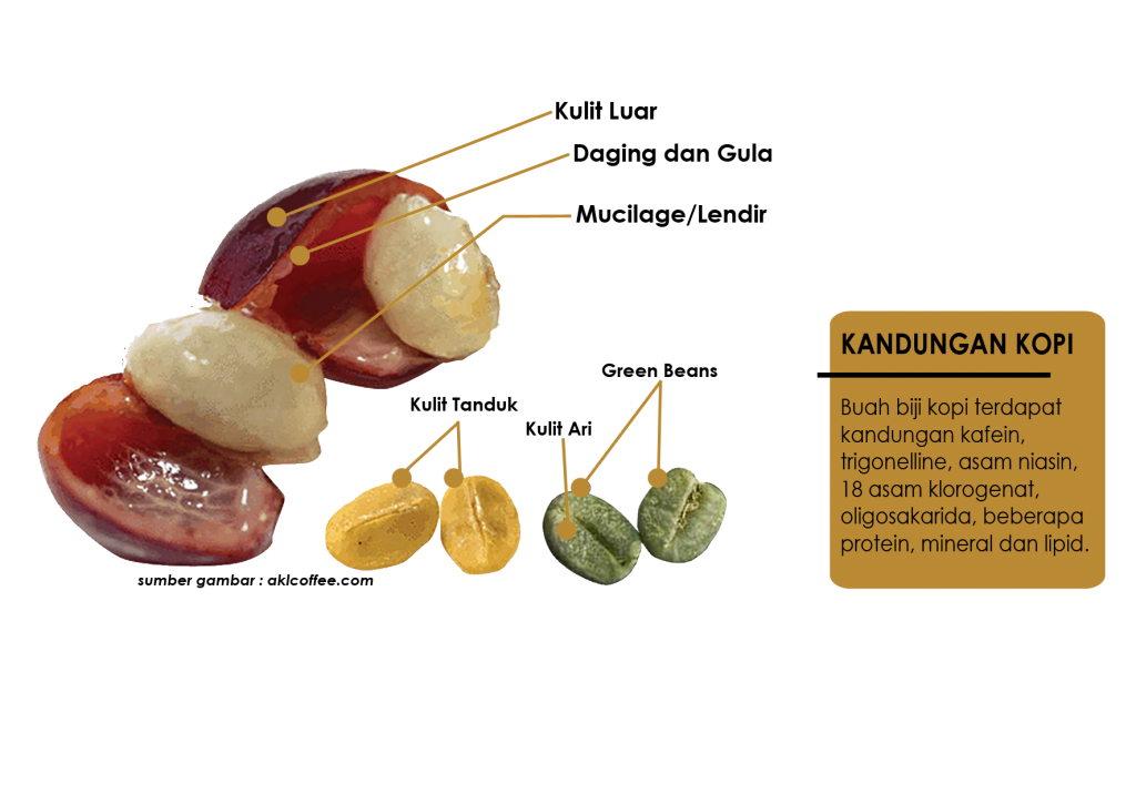 bagian cherry kopi